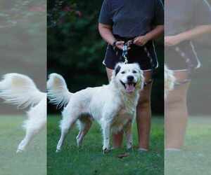 Retriever -Unknown Mix Dogs for adoption in garner, NC, USA