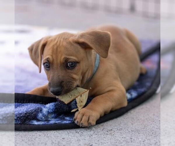 Medium Photo #3 Chihuahua-Unknown Mix Puppy For Sale in San Diego, CA, USA