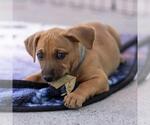 Small #2 Chihuahua Mix