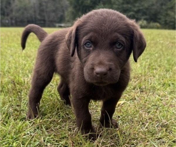 Medium Photo #1 Shepradors Puppy For Sale in LEXINGTON, SC, USA
