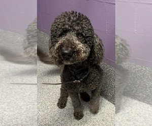 Father of the Goldendoodle puppies born on 05/02/2026