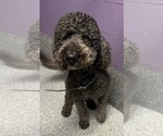 Small Photo #1 Goldendoodle Puppy For Sale in KANSAS CITY, MO, USA
