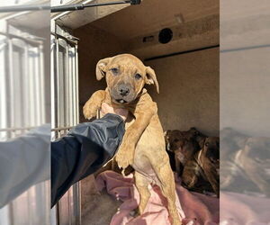 Mutt Dogs for adoption in Oklahoma City, OK, USA