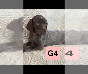 German Shorthaired Pointer Puppy for sale in VANDERBILT, MI, USA