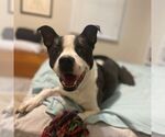 Small #5 American Bulldog-Collie Mix