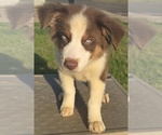 Puppy Male 2 Australian Shepherd