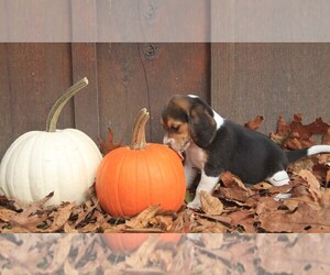 Beagle Puppy for sale in PINE GROVE, PA, USA