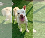 Small Staffordshire Bull Terrier