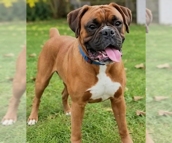 Medium Photo #1 Boxer Puppy For Sale in Woodbury, MN, USA