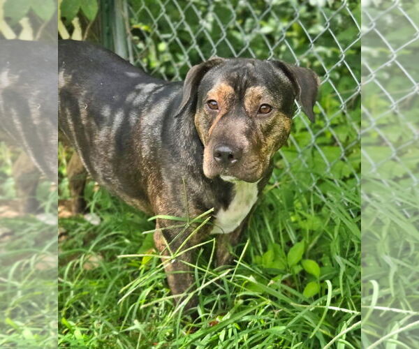 Medium Photo #13 Mutt Puppy For Sale in Crandall, GA, USA