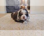 Puppy Zanna Cocker Spaniel
