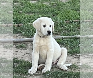 Labrador Retriever Puppy for Sale in AIKEN, South Carolina USA