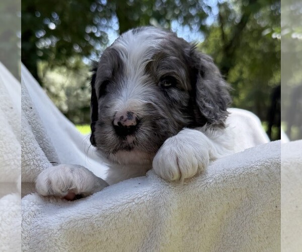 Medium Photo #19 Goldendoodle Puppy For Sale in PIERSON, FL, USA