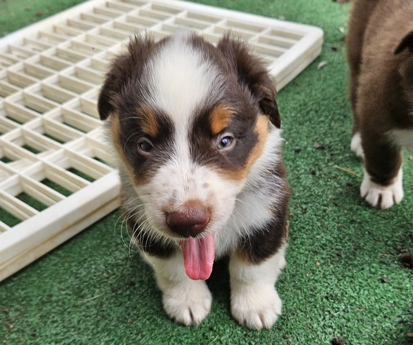Medium Photo #17 Australian Shepherd Puppy For Sale in NELSON, VA, USA