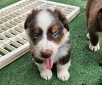 Small Photo #17 Australian Shepherd Puppy For Sale in NELSON, VA, USA