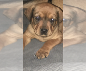 English Mastweiler Puppy for sale in WADSWORTH, OH, USA