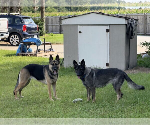Medium Photo #4 German Shepherd Dog Puppy For Sale in La Grange , NC, USA