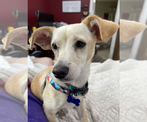 Medium Photo #2 Chiweenie Puppy For Sale in Bellevue, WA, USA