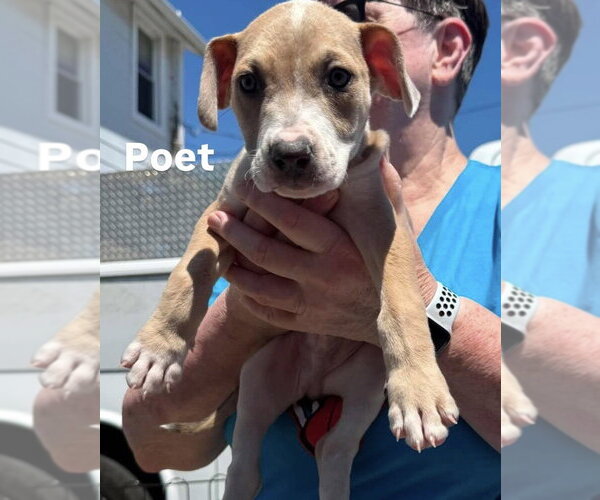 Medium Photo #2 Mutt Puppy For Sale in Wenonah, NJ, USA