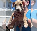 Small #1 Mutt