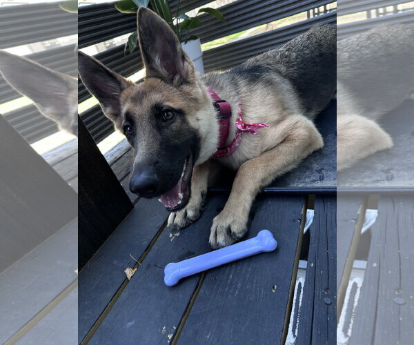 Medium Photo #3 German Shepherd Dog-Unknown Mix Puppy For Sale in McKinney, TX, USA