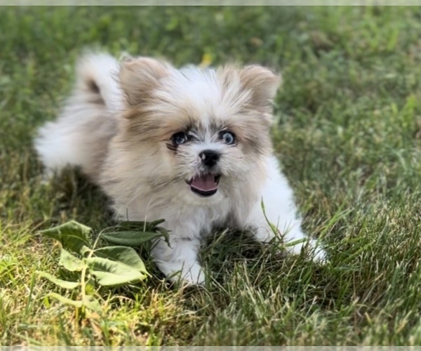 Medium Photo #1 Shiranian Puppy For Sale in PORTAGE, MI, USA
