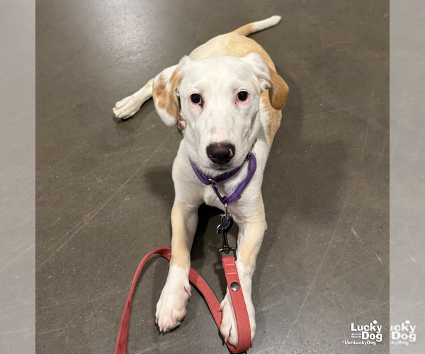 Medium Photo #4 Basset Hound-Unknown Mix Puppy For Sale in Washington, DC, USA