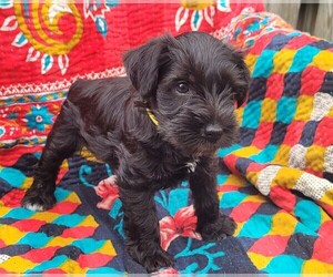Schnauzer (Miniature) Puppy for sale in LINCOLN, AL, USA