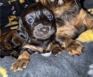 Dachshund Puppy for sale in AUSTIN, MN, USA