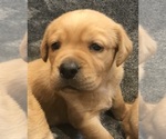 Puppy Fox red girl Labrador Retriever