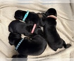 Small #3 Doberman Pinscher