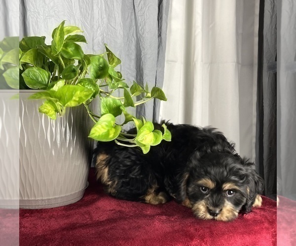 Medium Photo #7 Cavanese Puppy For Sale in GREENWOOD, IN, USA