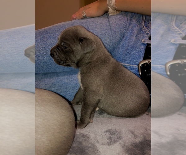 Medium Photo #9 Cane Corso-Daniff Mix Puppy For Sale in MESA, AZ, USA