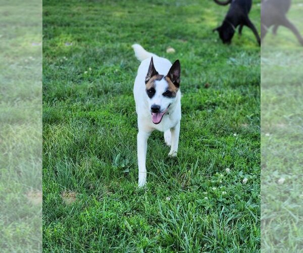 Medium Photo #10 Mutt Puppy For Sale in Aurora, IN, USA