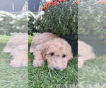 Puppy skye Goldendoodle