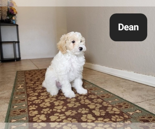 Medium Photo #1 Poovanese Puppy For Sale in TUCSON, AZ, USA