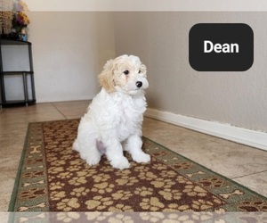 Poovanese Puppy for sale in TUCSON, AZ, USA