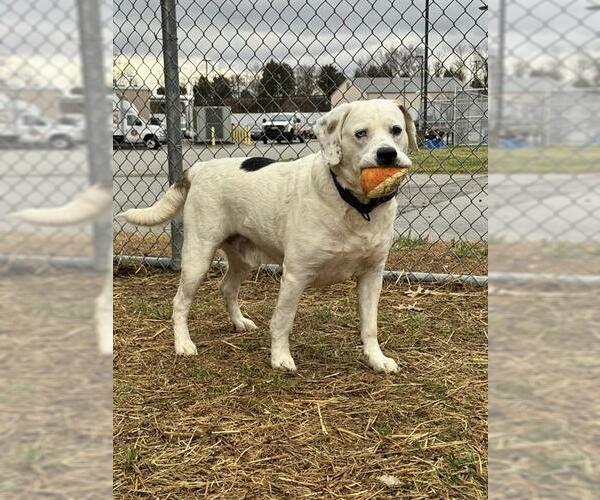 Medium Photo #3 Labrador Retriever-Unknown Mix Puppy For Sale in Louisville, KY, USA