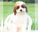 Small #5 Cavapoo (Miniature)