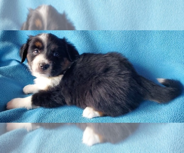Medium Photo #3 Miniature Australian Shepherd Puppy For Sale in HILLSBORO, OR, USA