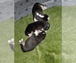 Small Photo #68 Siberian Husky Puppy For Sale in ALTON, IL, USA