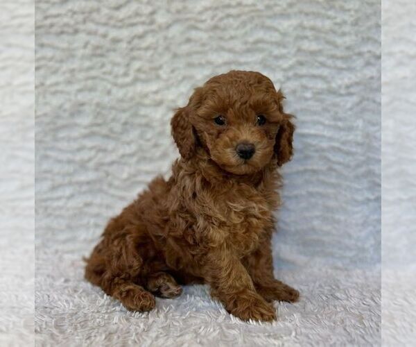 Medium Photo #3 Maltipoo Puppy For Sale in HONEY BROOK, PA, USA