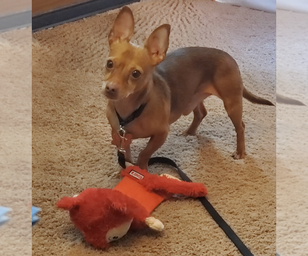 Medium Photo #1 Chiweenie Puppy For Sale in Fruitland, SC, USA