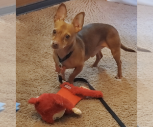 Chiweenie Dogs for adoption in Fruitland, SC, USA