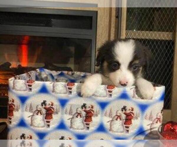 Medium Photo #2 Miniature Australian Shepherd Puppy For Sale in AUSTIN, MN, USA