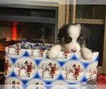 Small Photo #2 Miniature Australian Shepherd Puppy For Sale in AUSTIN, MN, USA