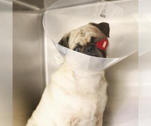 Pug-Unknown Mix Dogs for adoption in San Antonio, TX, USA