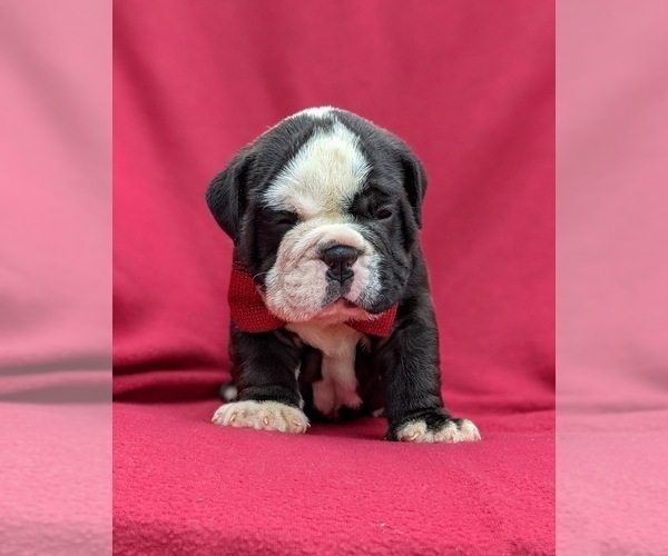 Medium Photo #2 Olde English Bulldogge Puppy For Sale in OXFORD, PA, USA