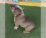 Small Photo #3 French Bulldog-Unknown Mix Puppy For Sale in Oakland Park, FL, USA
