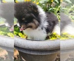 Small #21 Pomeranian